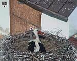 Capi_Dubne_20250502_095003.jpg