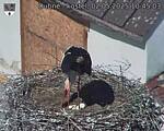 Capi_Dubne_20250502_104503.jpg