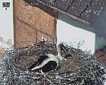 Capi_Dubne_20250502_114003.jpg
