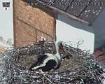 Capi_Dubne_20250502_121003.jpg