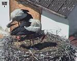 Capi_Dubne_20250502_125003.jpg