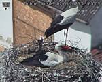 Capi_Dubne_20250502_130503.jpg
