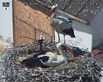 Capi_Dubne_20250502_131003.jpg