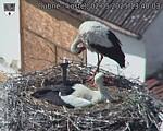Capi_Dubne_20250502_134003.jpg