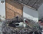 Capi_Dubne_20250502_144003.jpg