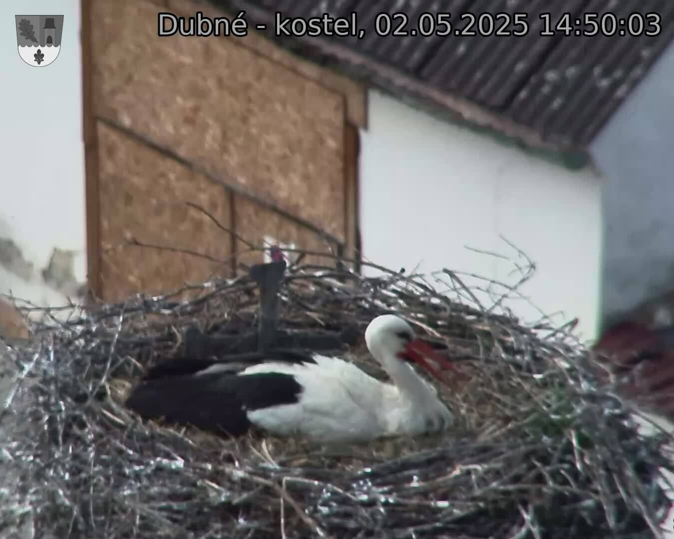 Capi_Dubne_20250502_145003.jpg (1350 x 1080)
