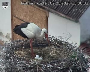 Capi_Dubne_20250502_150003.jpg (1350 x 1080)