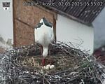 Capi_Dubne_20250502_155502.jpg