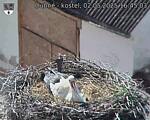 Capi_Dubne_20250502_164503.jpg
