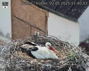 Capi_Dubne_20250502_174003.jpg (1350 x 1080)