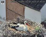 Capi_Dubne_20250502_174503.jpg
