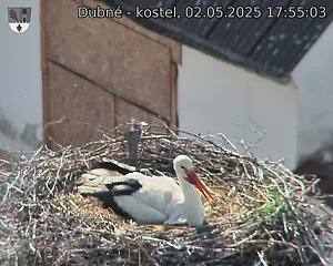 Capi_Dubne_20250502_175503.jpg (1350 x 1080)