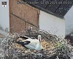 Capi_Dubne_20250502_180503.jpg