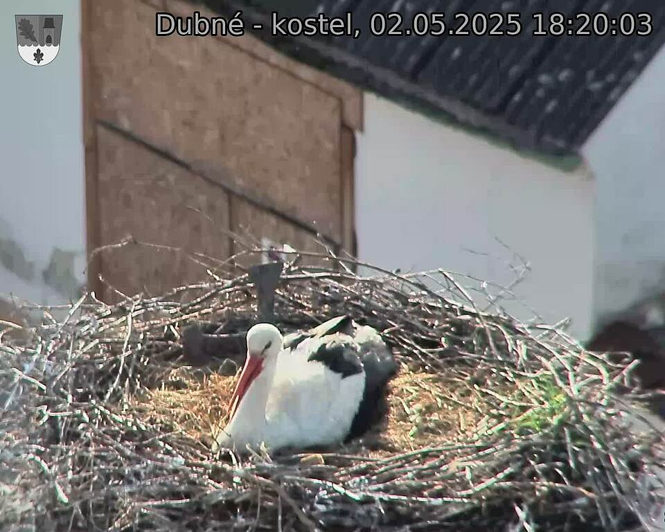 Capi_Dubne_20250502_182003.jpg (1350 x 1080)
