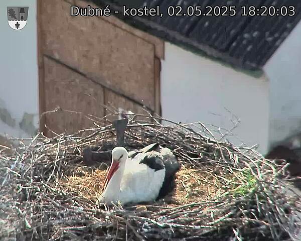 Capi_Dubne_20250502_182003.jpg (1350 x 1080)