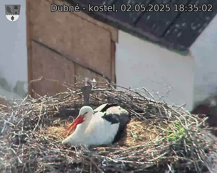 Capi_Dubne_20250502_183502.jpg (1350 x 1080)