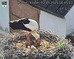 Capi_Dubne_20250502_184503.jpg