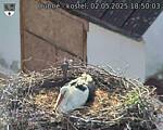 Capi_Dubne_20250502_185003.jpg