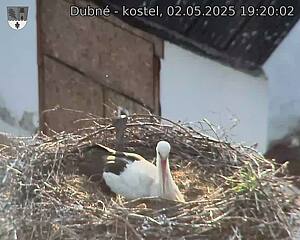 Capi_Dubne_20250502_192002.jpg (1350 x 1080)