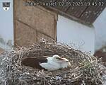 Capi_Dubne_20250502_194502.jpg