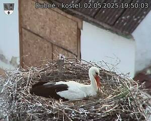 Capi_Dubne_20250502_195003.jpg (1350 x 1080)