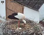 Capi_Dubne_20250502_200502.jpg