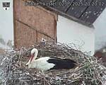 Capi_Dubne_20250502_202002.jpg