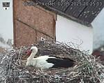 Capi_Dubne_20250502_202503.jpg