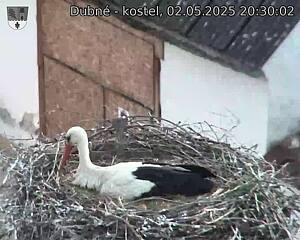 Capi_Dubne_20250502_203002.jpg (1350 x 1080)