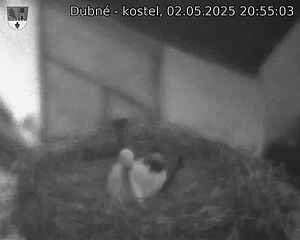 Capi_Dubne_20250502_205503.jpg (1350 x 1080)