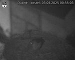 Capi_Dubne_20250503_005503.jpg