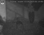 Capi_Dubne_20250503_011503.jpg