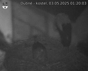 Capi_Dubne_20250503_012003.jpg (1350 x 1080)