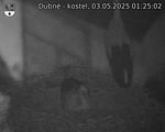 Capi_Dubne_20250503_012502.jpg