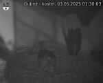 Capi_Dubne_20250503_013003.jpg