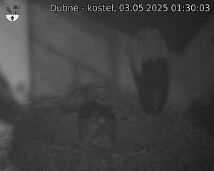 Capi_Dubne_20250503_013003.jpg (1350 x 1080)