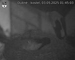 Capi_Dubne_20250503_014503.jpg