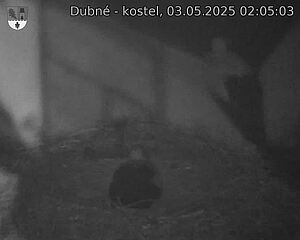 Capi_Dubne_20250503_020503.jpg (1350 x 1080)