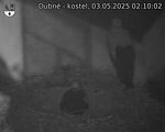Capi_Dubne_20250503_021002.jpg
