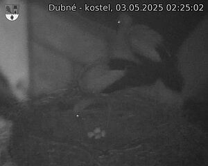 Capi_Dubne_20250503_022502.jpg (1350 x 1080)