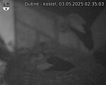 Capi_Dubne_20250503_023503.jpg