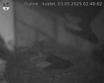 Capi_Dubne_20250503_024002.jpg