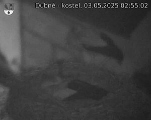 Capi_Dubne_20250503_025502.jpg (1350 x 1080)