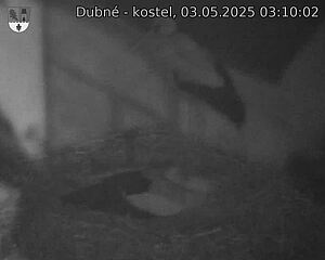 Capi_Dubne_20250503_031002.jpg (1350 x 1080)