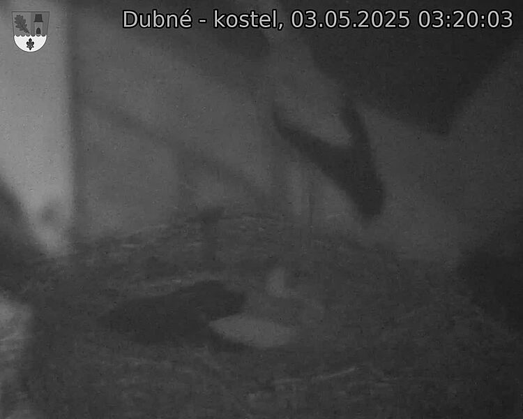 Capi_Dubne_20250503_032003.jpg (1350 x 1080)