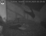 Capi_Dubne_20250503_032502.jpg