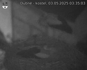 Capi_Dubne_20250503_033503.jpg (1350 x 1080)