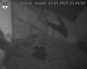 Capi_Dubne_20250503_034502.jpg (1350 x 1080)