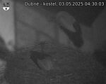 Capi_Dubne_20250503_043003.jpg