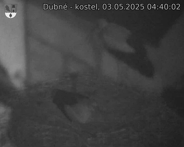 Capi_Dubne_20250503_044002.jpg (1350 x 1080)
